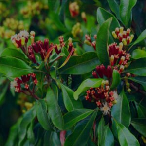 Clove green tree with flower