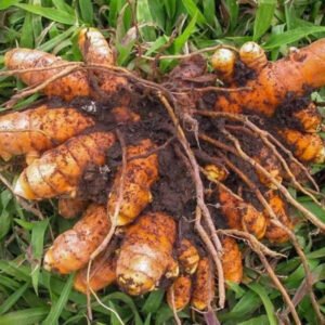 Amba turmeric plant